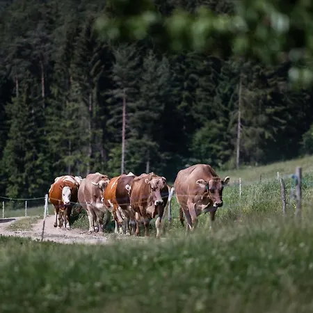 Ferienwohnungen Plattnerhof * Terfens